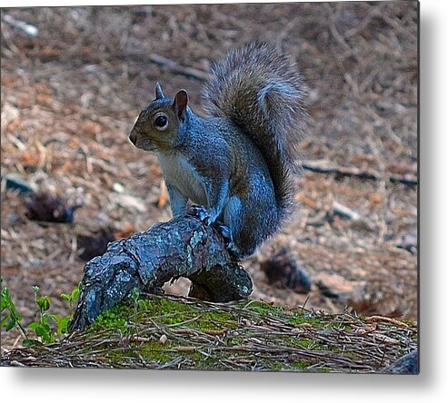 Squirrel Metal Print featuring the photograph Perching Squirrel by Tara Potts