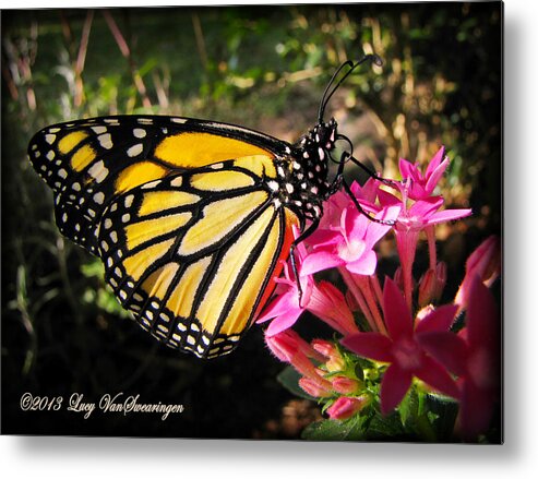 Monarch Metal Print featuring the photograph Perfect Penta by Lucy VanSwearingen