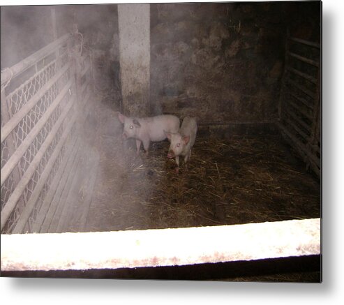 Pigs Metal Print featuring the photograph Piggies by Moshe Harboun