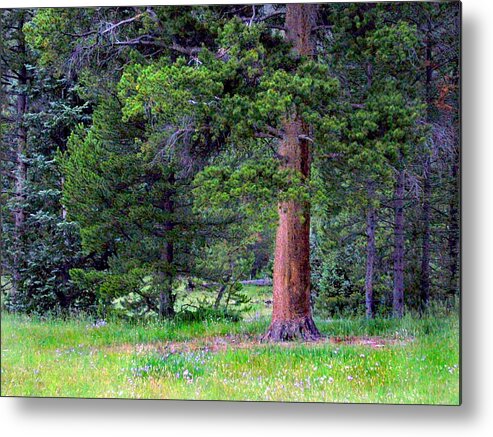 Trees Metal Print featuring the photograph Pine at Rocky Mountain National by Larry Capra