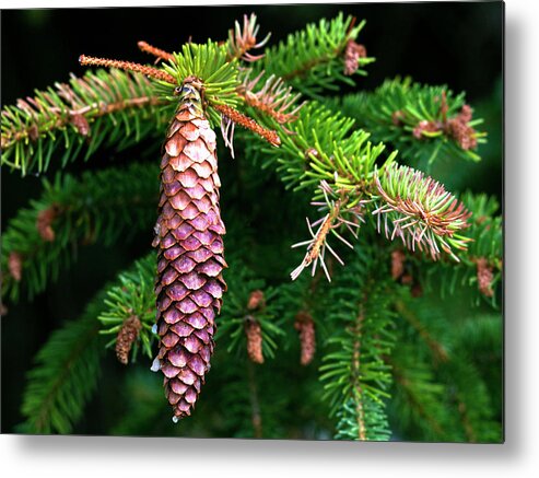 Pine Cone Metal Print featuring the photograph Pine by Charles Lupica