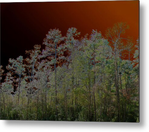 Abstract Metal Print featuring the photograph Pine Forest by Connie Fox