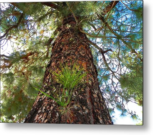 Nature Photos Metal Print featuring the photograph Pine Tree Tower by Diane Lynn Hix