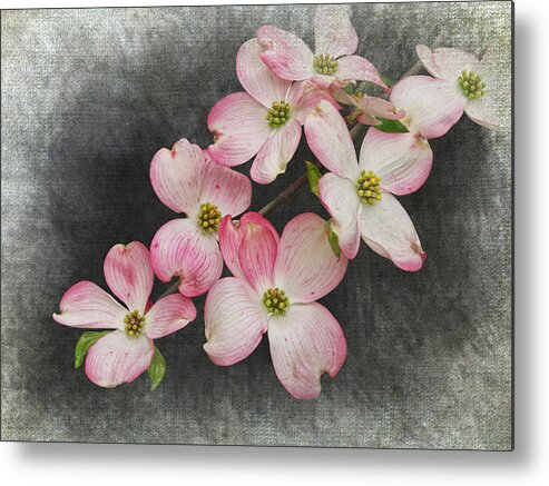 Art Metal Print featuring the photograph Pink and White Dogwood Tree Blossoms by Randall Nyhof
