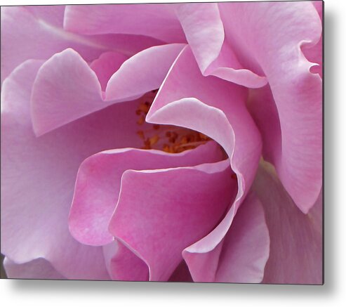 Pink Rose Metal Print featuring the photograph Pink Delight by Tikvah's Hope