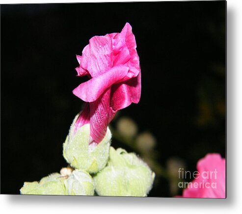 Pink Metal Print featuring the photograph Pink Hollyhock by Ann E Robson