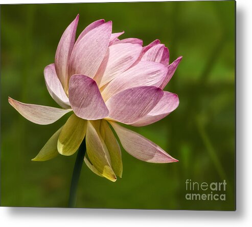 Lotus Metal Print featuring the photograph Pink Lotus by Claudia Kuhn