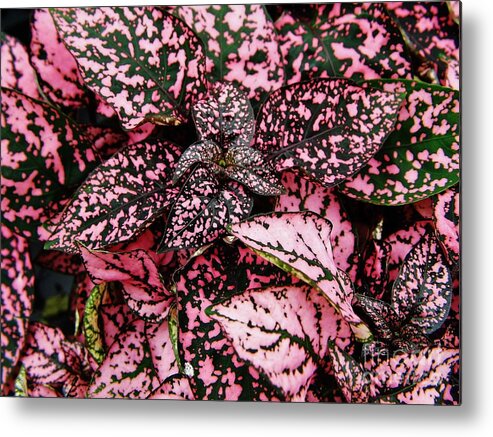 Polka Dot Metal Print featuring the photograph Pink - Plant - Petals by D Hackett