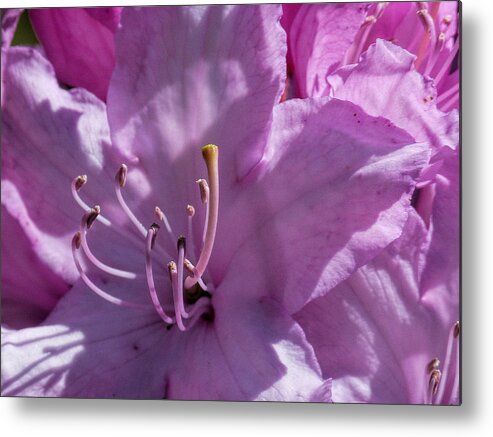 Rhododendron Metal Print featuring the photograph Pink Rhododendron by Lynn Bolt