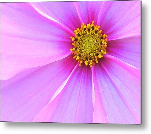 Pink Ribbons Metal Print featuring the photograph Pink Ribbons by Tracy Male