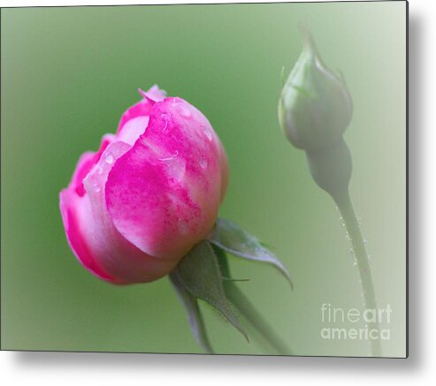 Pink Rose Metal Print featuring the photograph Pink Rose and Raindrops by Jeremy Hayden