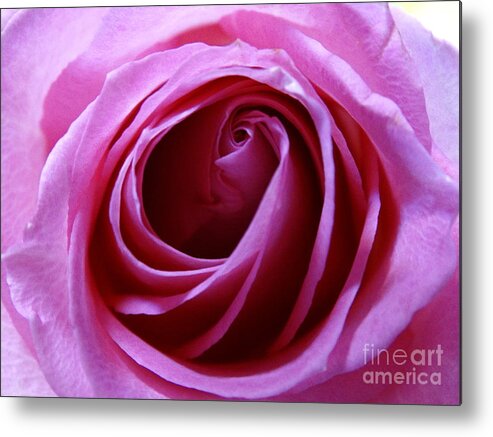 Rose Metal Print featuring the photograph Pink Rose by Joseph Baril