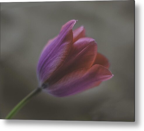 Pink Tulip Metal Print featuring the photograph Pink Tulip by Ron Roberts