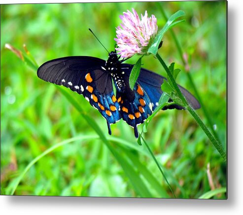 Carol R Montoya Metal Print featuring the photograph Pipevine Swallowtail Hanging On by Carol Montoya