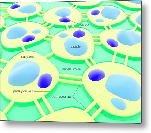 Cell Metal Print featuring the photograph Plant Cell Connections by Science Photo Library