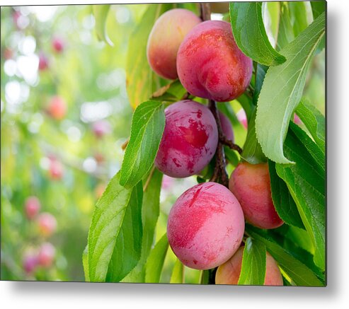 Plums Metal Print featuring the photograph Plums by Derek Dean