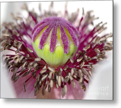 Poppy Metal Print featuring the photograph Poppy Macro 2 by Sharon Talson