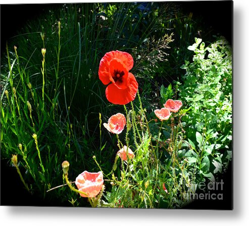 Poppy'n At You Metal Print featuring the photograph Poppy'n At You by Luther Fine Art