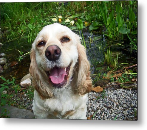 Cocker Spaniel Metal Print featuring the photograph Porshe' by Aimee L Maher ALM GALLERY