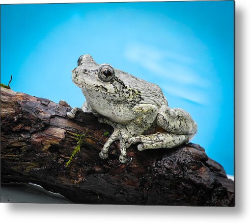 Fjm Multimedia Metal Print featuring the photograph Portrait of a Frog - 2 by Frank Mari