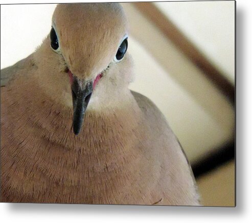 Dove Metal Print featuring the photograph Portrait Of Dove by Eric Forster