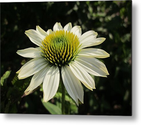 Pow Wow White Echinacea Metal Print featuring the photograph Pow Wow Echinacea by MTBobbins Photography
