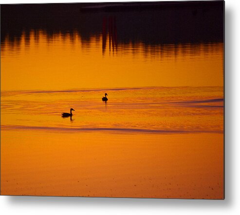 Ducks Metal Print featuring the photograph Pre Dawn Light by Ron Roberts