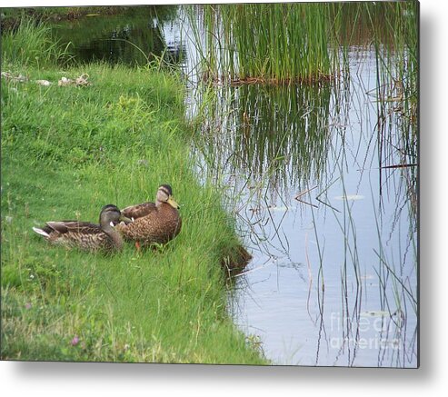 Mallards Metal Print featuring the photograph Mated Pair of Ducks by Eunice Miller