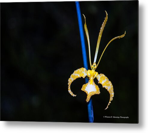 Butterfly Orchids Metal Print featuring the photograph Psychopsis - Butterfly Orchids by Winston D Munnings