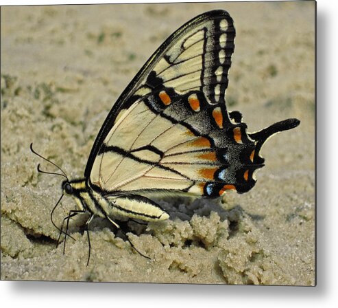 Eastern Tiger Swallowtail Butterfly Metal Print featuring the photograph Puddling Eastern Tiger Swallowtail Butterfly by Lara Ellis