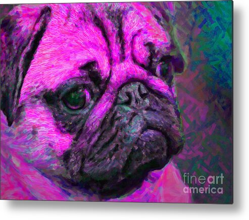 Animal Metal Print featuring the photograph Pug 20130126v3 by Wingsdomain Art and Photography