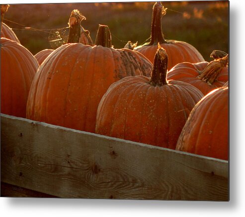 Autumn Metal Print featuring the photograph Pumpkin Webbed Light by Wild Thing