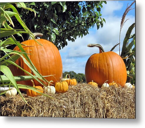 Pumpkins Metal Print featuring the photograph Pumpkins and Gourds on Display by Janice Drew