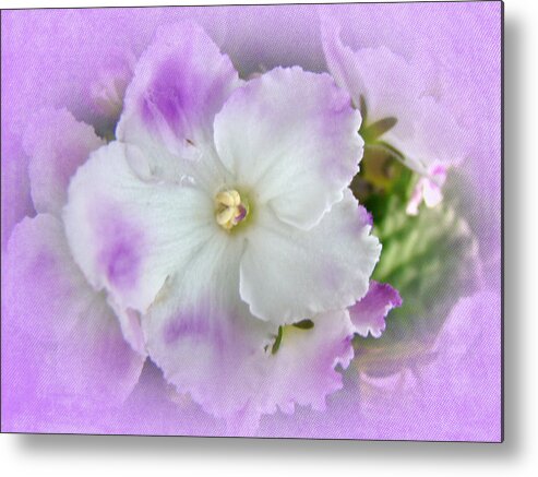 Violet Metal Print featuring the photograph Purple and White Fancy African Violets by Carol Senske