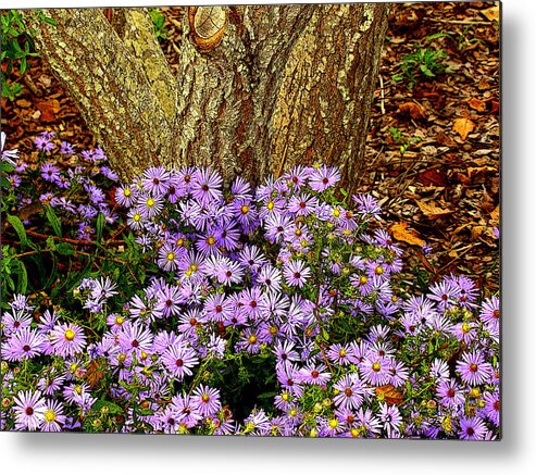 Fine Art Metal Print featuring the photograph Purple Flowers at Base of Tree by Rodney Lee Williams