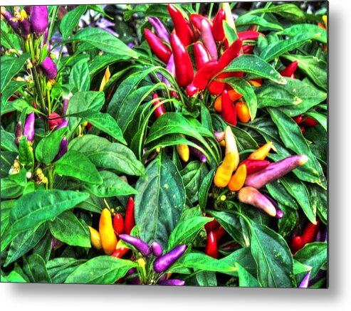 Purple Metal Print featuring the photograph Purple Peppers by Lanita Williams