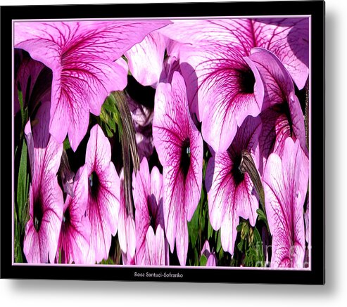 Petunia Metal Print featuring the photograph Purple Petunias Abstract by Rose Santuci-Sofranko
