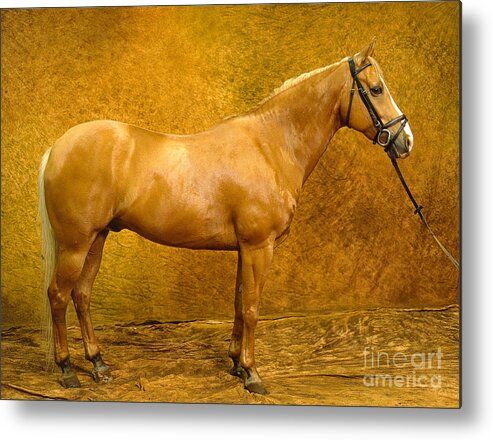 Animal Metal Print featuring the photograph Quarter Horse by Will and Deni McIntyre