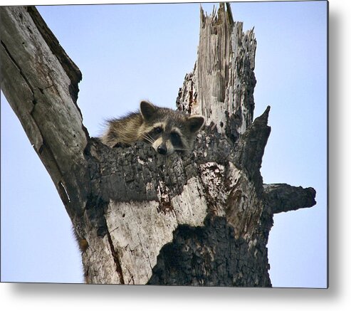 Animal Photography Metal Print featuring the photograph Raccoon Waiting. Lake Marion Creek W.M.A. by Chris Kusik