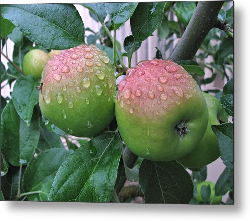 Apples Metal Print featuring the photograph Rain Soaked by Lora Fisher Photography