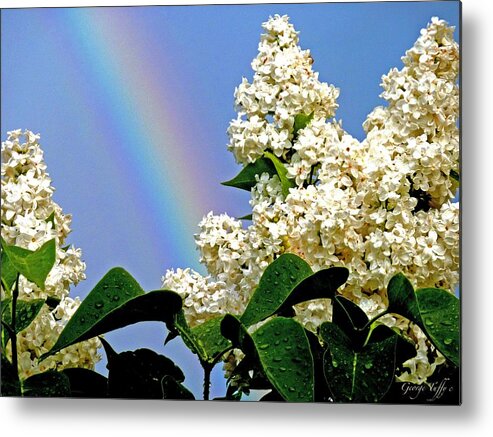 Rainbow Metal Print featuring the photograph Rainbow and white lilac by George Tuffy