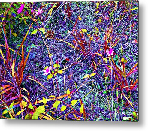 Rainbow Metal Print featuring the photograph Rainbow Jungle Wild Flower Patch by George Pedro