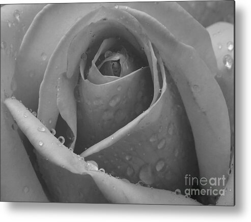 Rose Metal Print featuring the photograph Raindrops on rose by Inge Riis McDonald