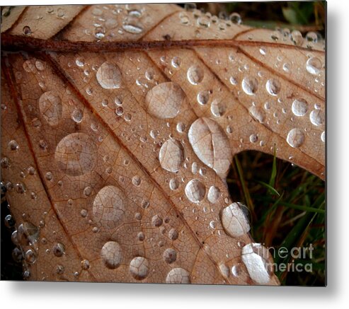 Macro Metal Print featuring the photograph Raindrops by Steven Valkenberg