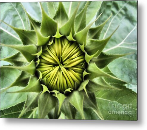 Sunflower Metal Print featuring the photograph Ready Or Not Here I Come by Elizabeth Dow