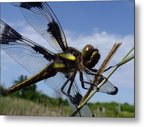 Nature Metal Print featuring the photograph Ready Set Go by Peggy King