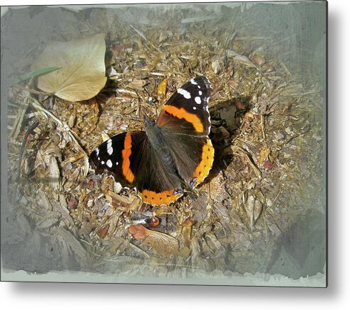 Butterfly Metal Print featuring the photograph Red Admiral Butterfly - Vanessa atalanta by Carol Senske