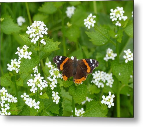 Insect Metal Print featuring the photograph Red Admirals by Lingfai Leung