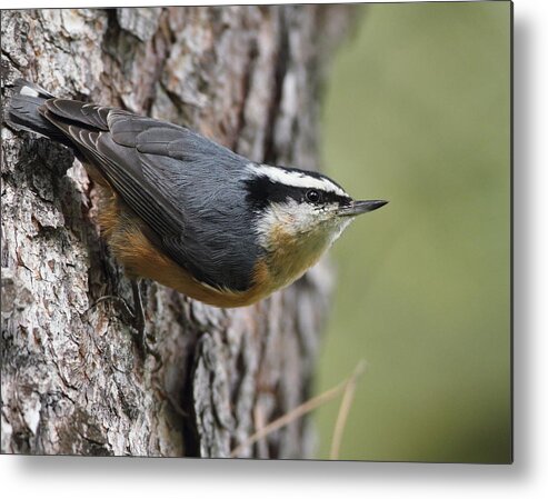 Bird Metal Print featuring the photograph Red-breasted Nuthatch by Steve Wolfe