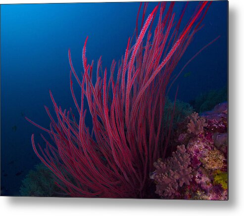 Under Water Art Metal Print featuring the photograph Red On Blue by Terry Cosgrave
